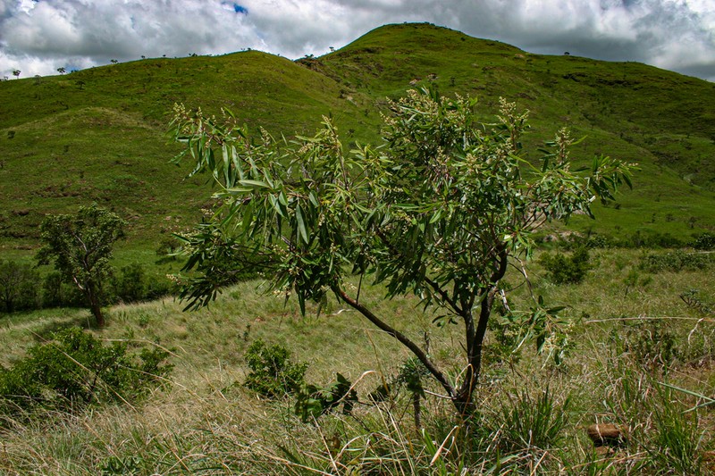 Ozoroa longepetiolata photo 4