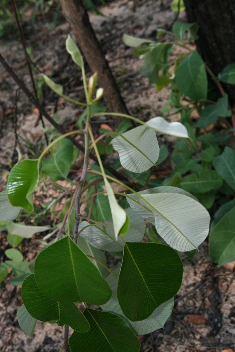Ozoroa longipes