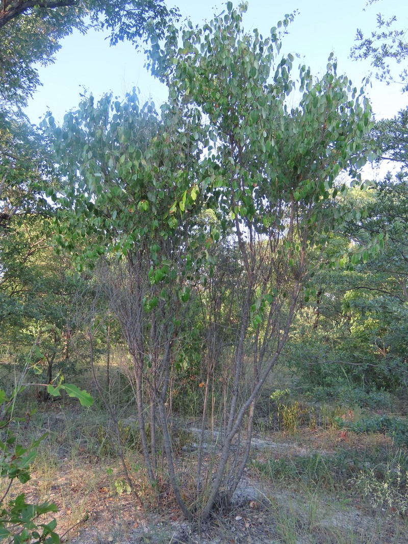 Ozoroa longipes photo 3