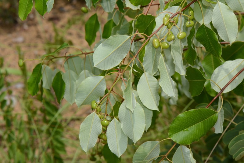 Ozoroa longipes photo 5