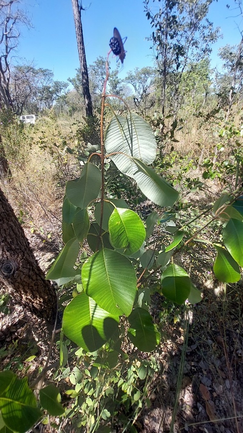 Ozoroa longipes photo 6