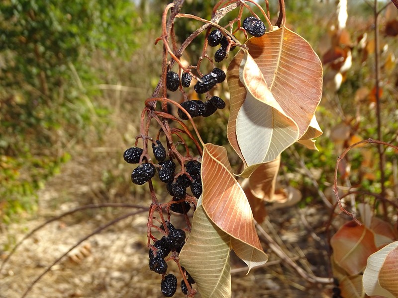 Ozoroa longipes photo 7