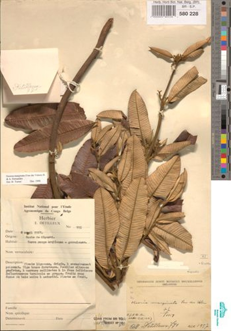 Ozoroa marginata