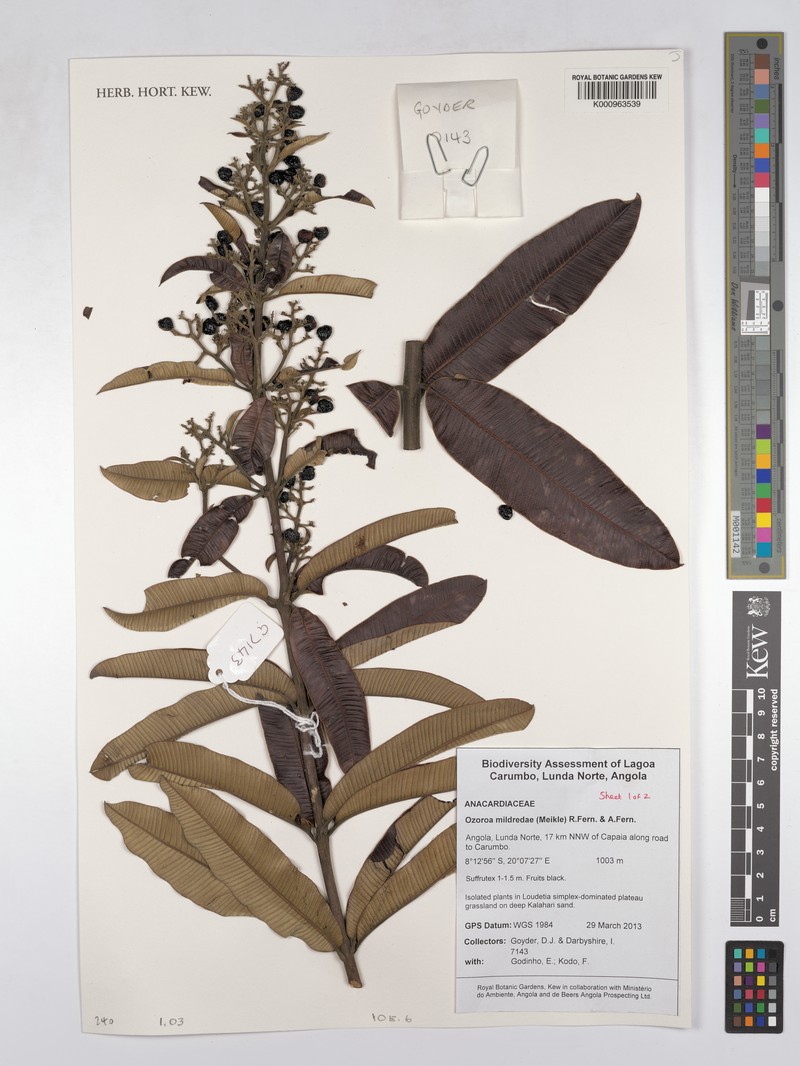 Ozoroa mildredae