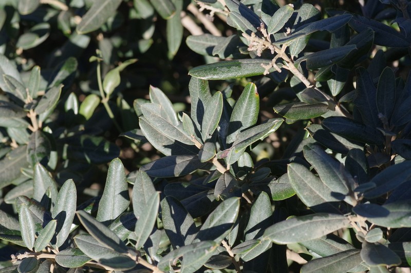 Ozoroa mucronata