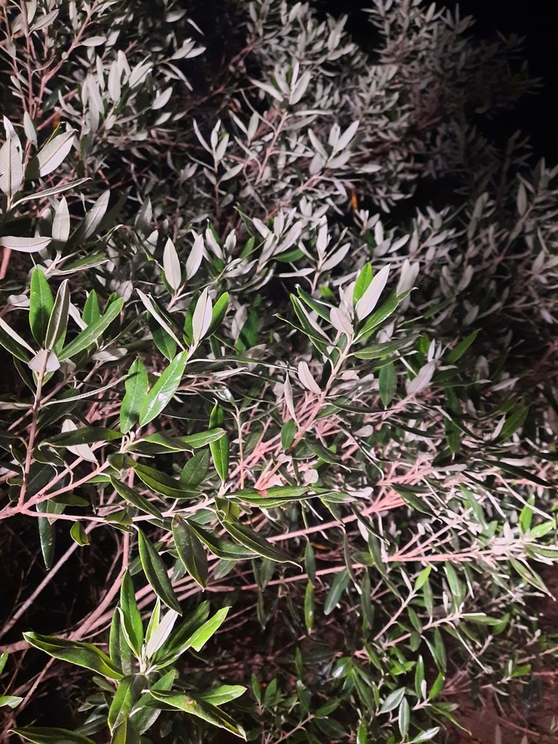 Ozoroa mucronata photo 2