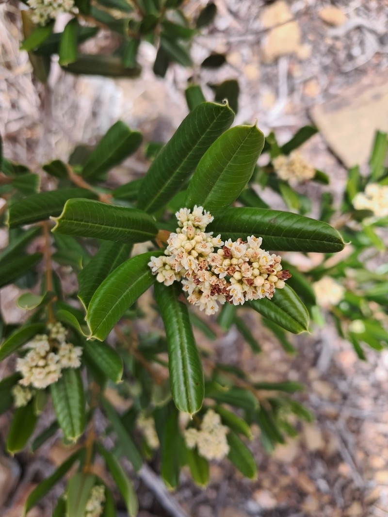 Ozoroa mucronata photo 3