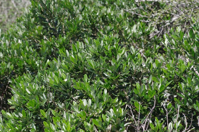 Ozoroa mucronata photo 6