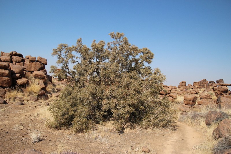 Ozoroa namaensis