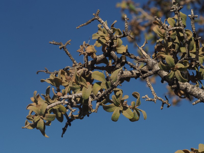 Ozoroa namaensis photo 2