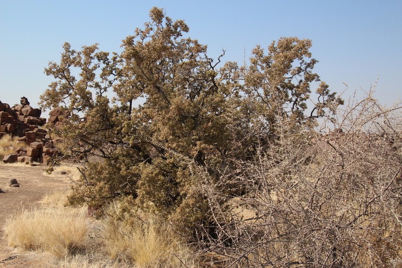 Ozoroa namaensis photo 3