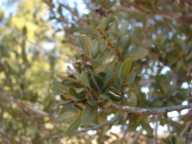 Ozoroa namaensis photo 5