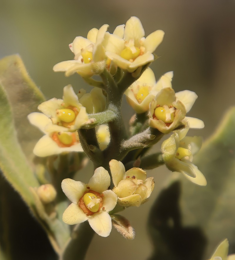 Ozoroa namaensis photo 8