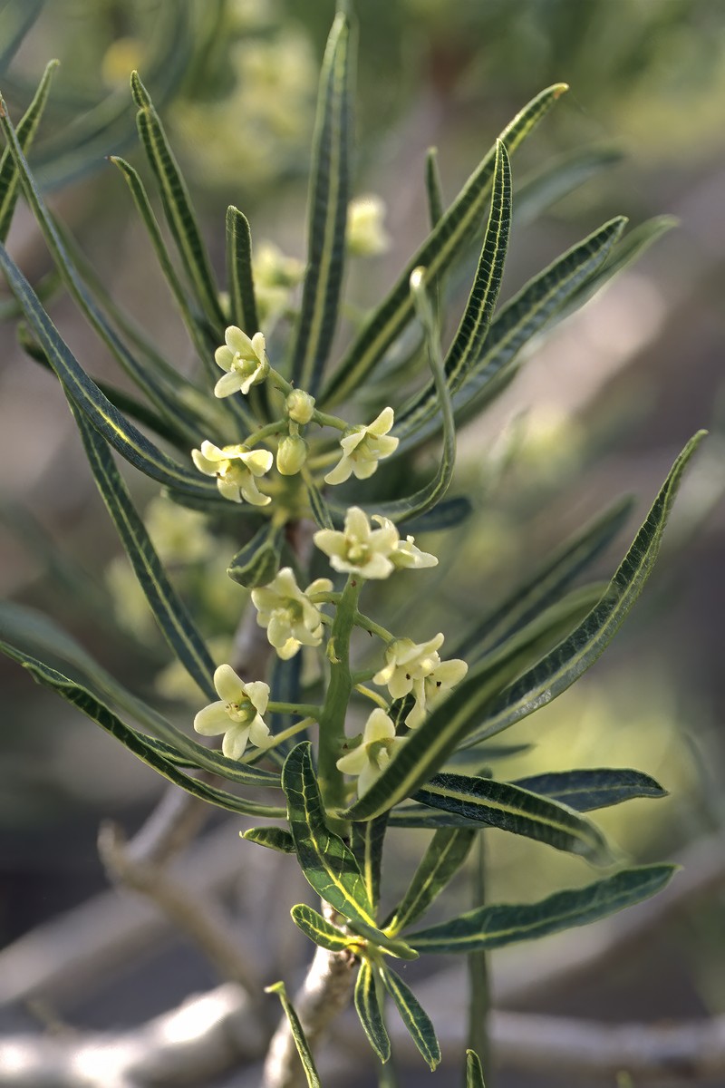 Ozoroa namaquensis
