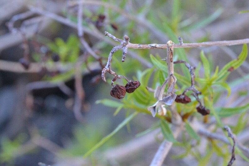 Ozoroa namaquensis photo 2