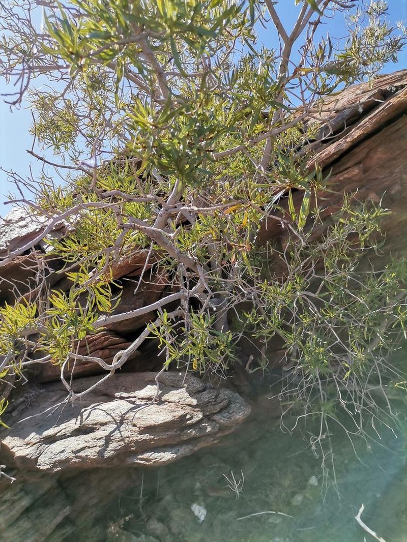 Ozoroa namaquensis photo 3
