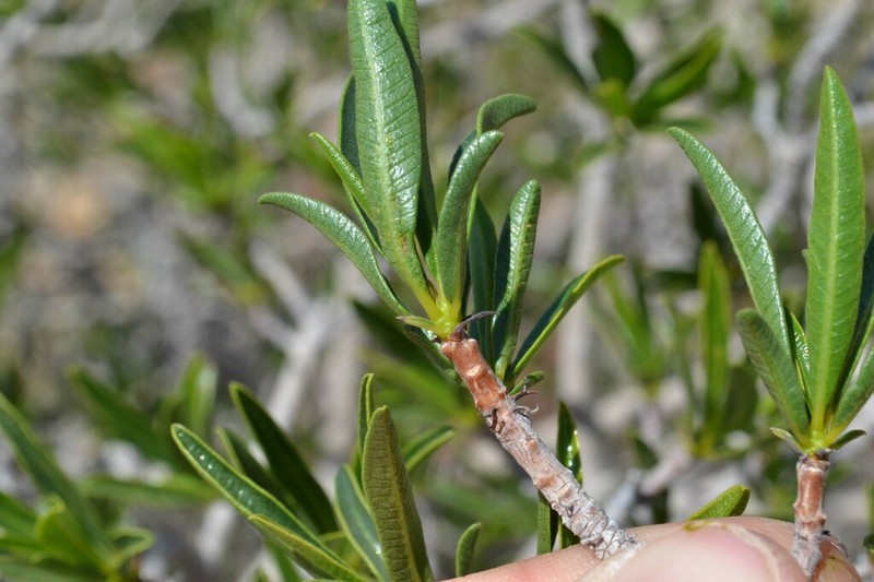 Ozoroa namaquensis photo 4