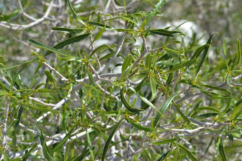 Ozoroa namaquensis photo 5