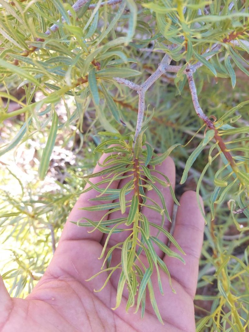 Ozoroa namaquensis photo 6