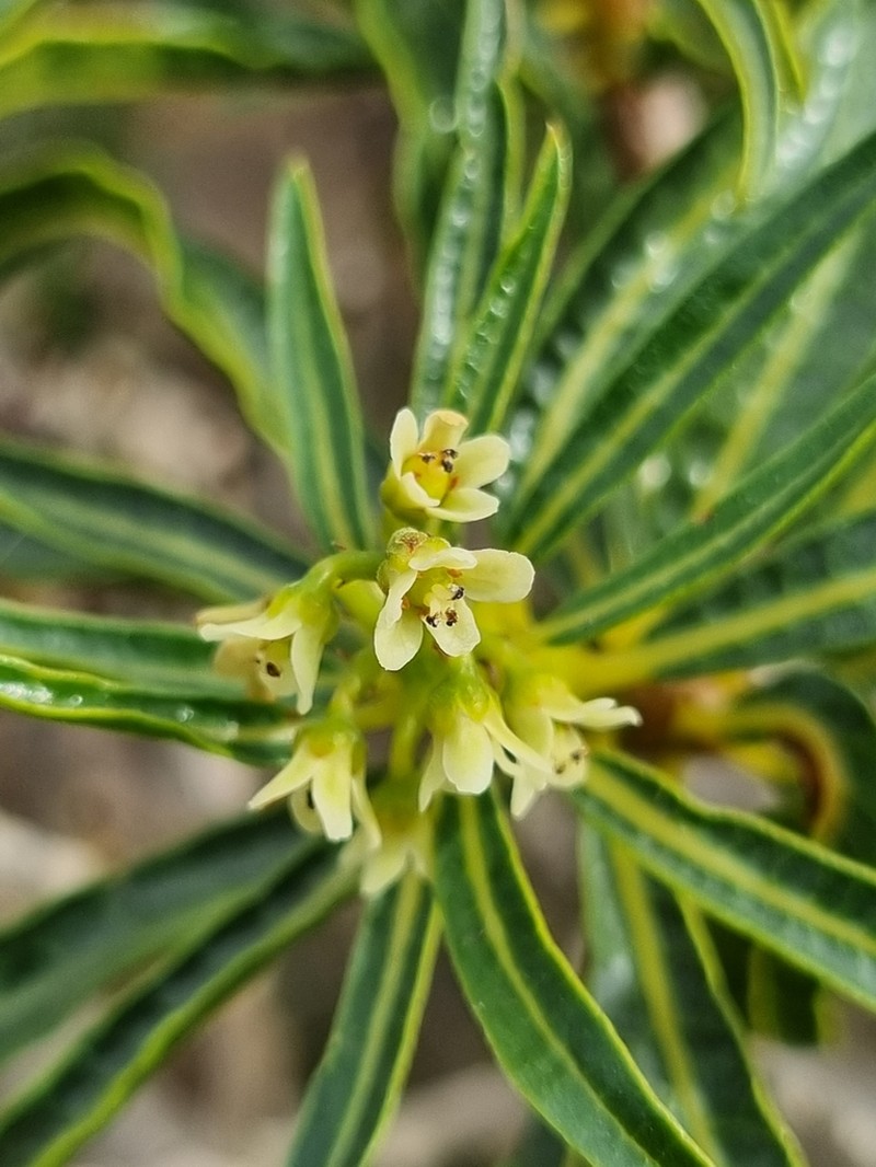 Ozoroa namaquensis photo 7