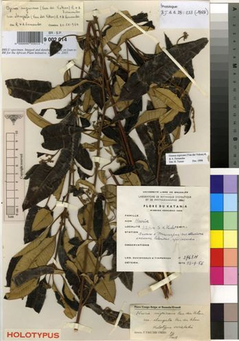Ozoroa nigricans