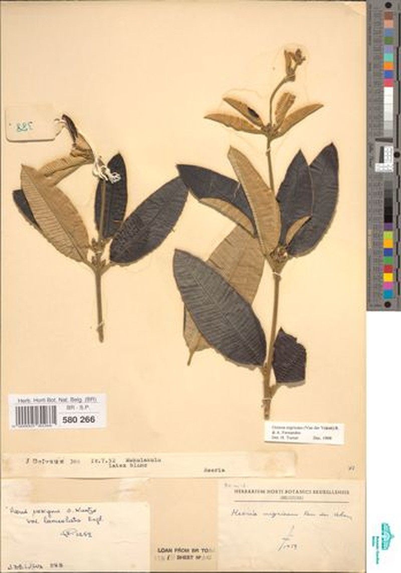 Ozoroa nigricans photo 2