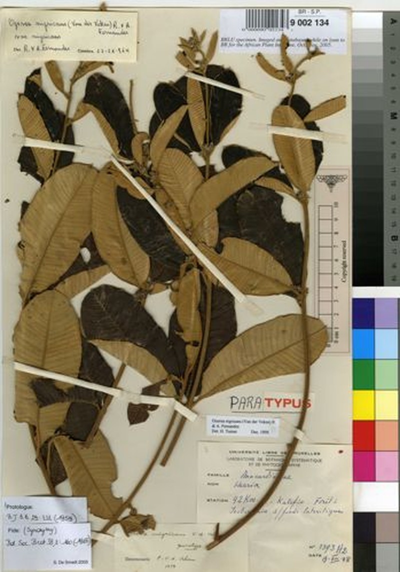 Ozoroa nigricans photo 3