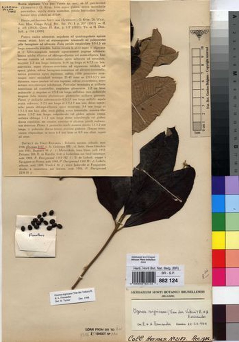 Ozoroa nigricans photo 4