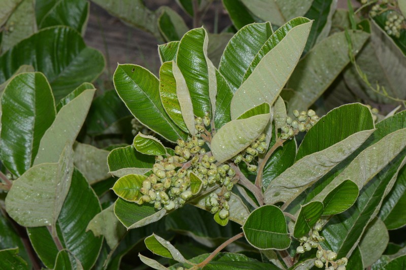 Ozoroa nitida