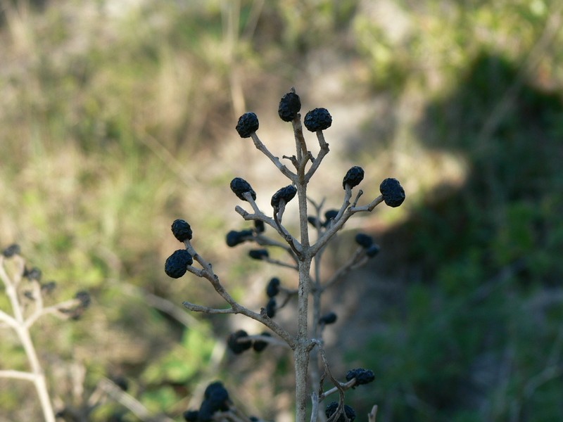 Ozoroa obovata