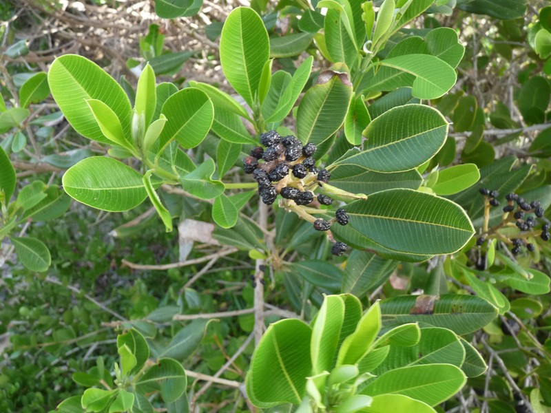 Ozoroa obovata photo 2