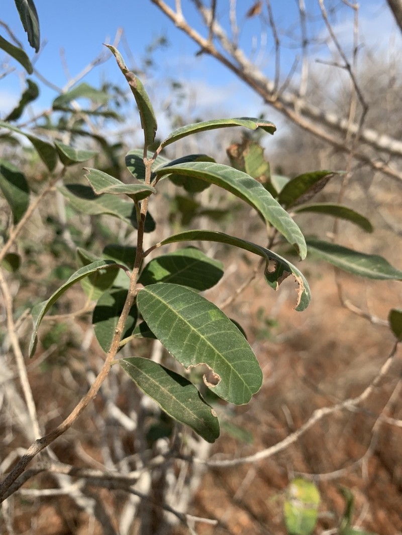 Ozoroa obovata photo 3
