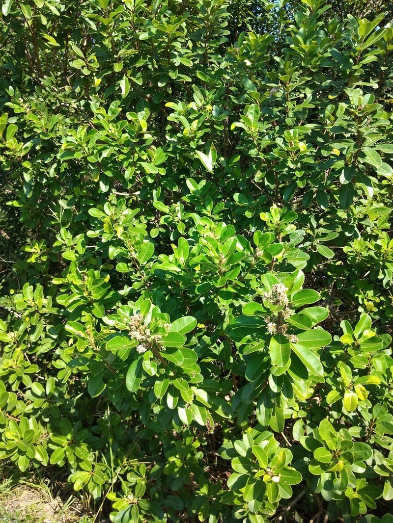 Ozoroa obovata photo 4