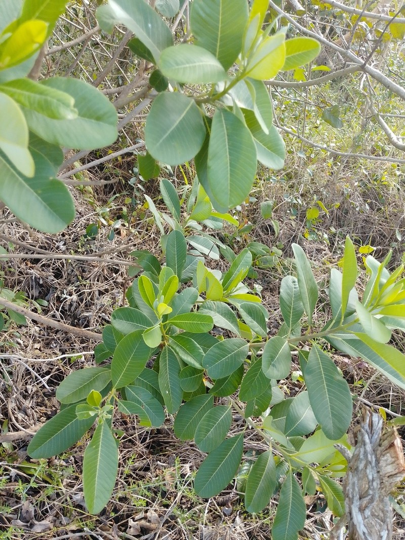 Ozoroa obovata photo 5