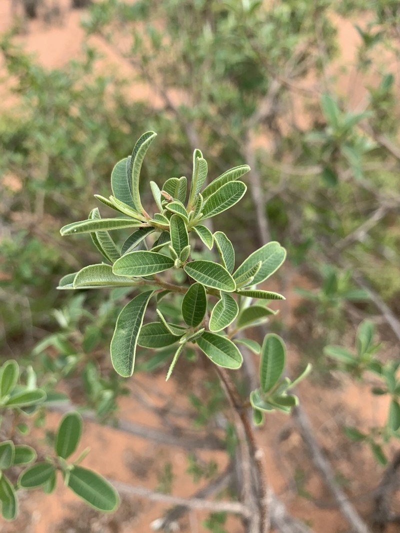 Ozoroa obovata photo 6