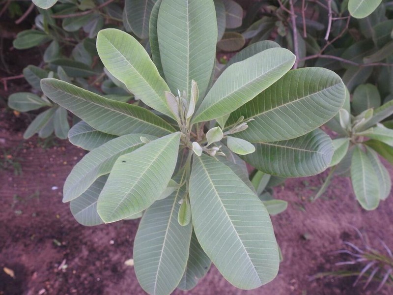 Ozoroa obovata photo 7