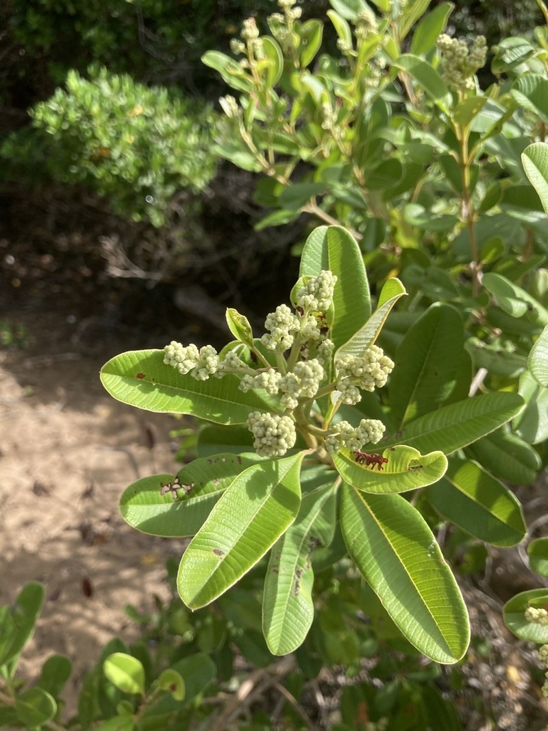 Ozoroa obovata photo 8
