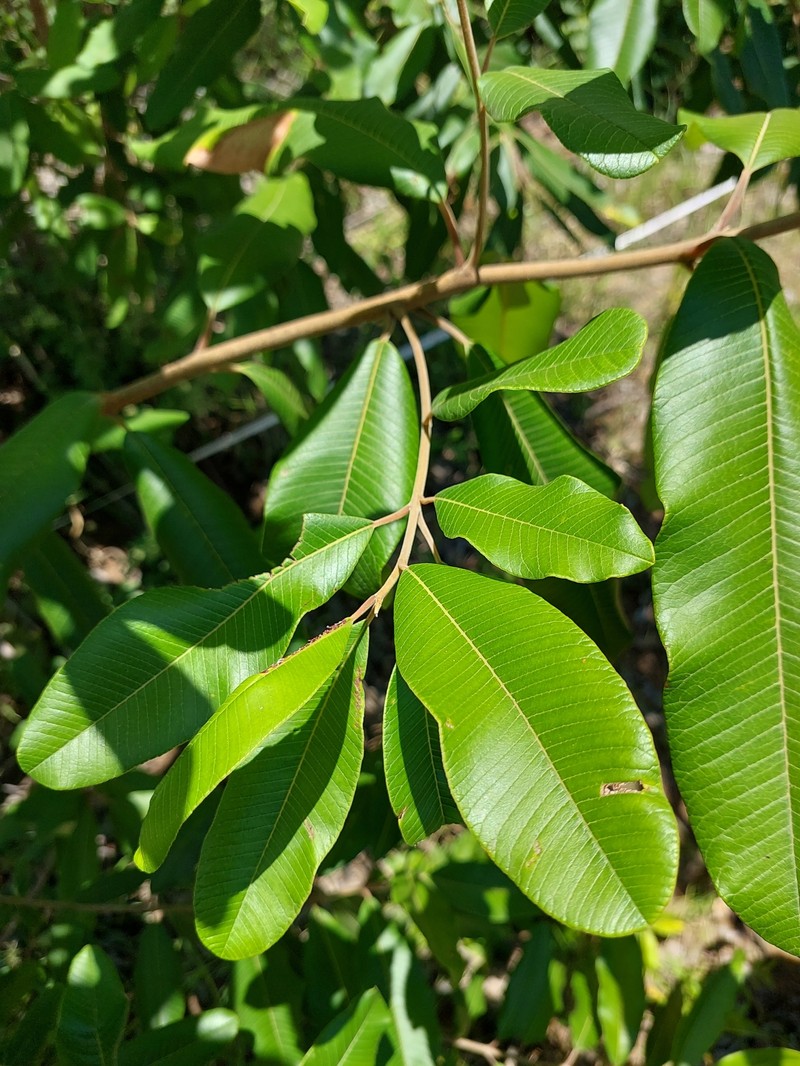 Ozoroa obovata var. elliptica photo 2