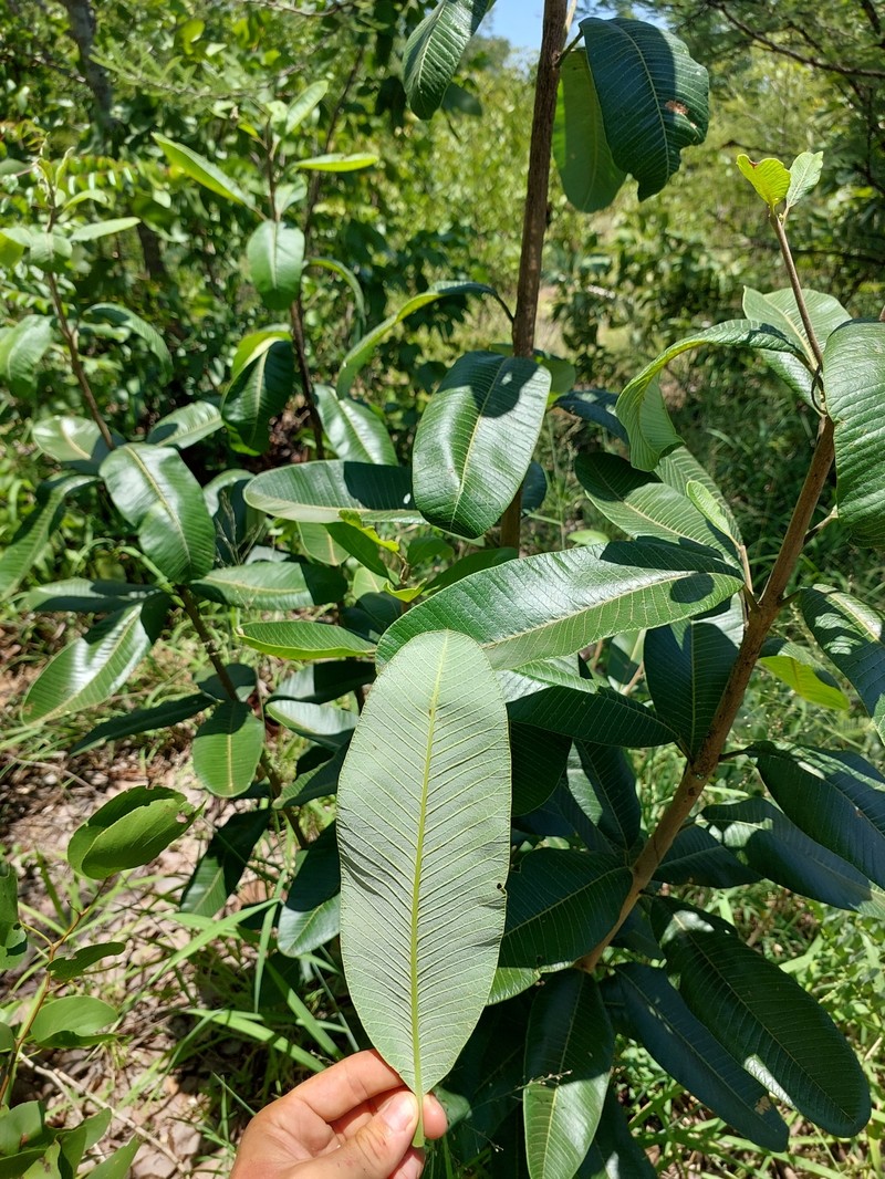 Ozoroa obovata var. elliptica photo 3