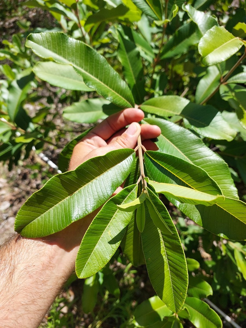 Ozoroa obovata var. elliptica photo 4