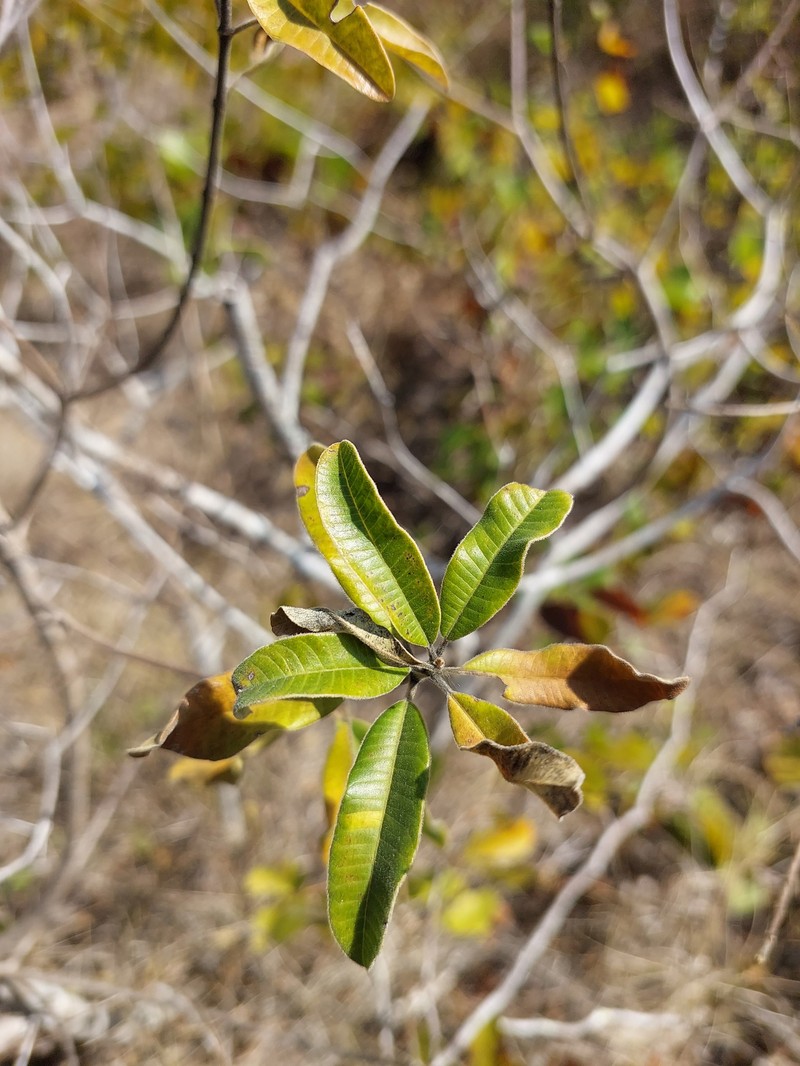 Ozoroa obovata var. elliptica photo 5