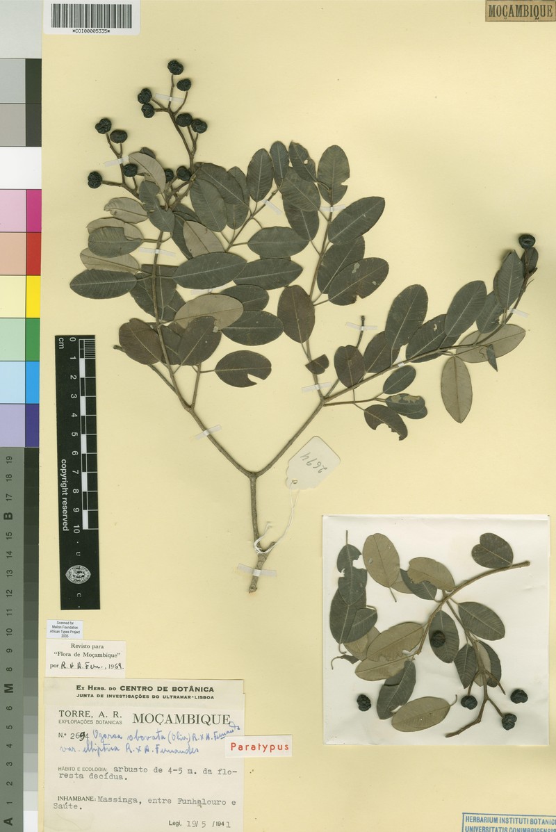 Ozoroa obovata var. elliptica