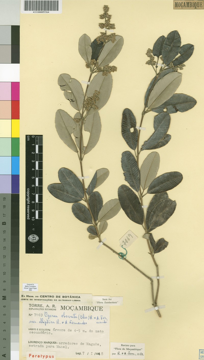 Ozoroa obovata var. elliptica photo 6
