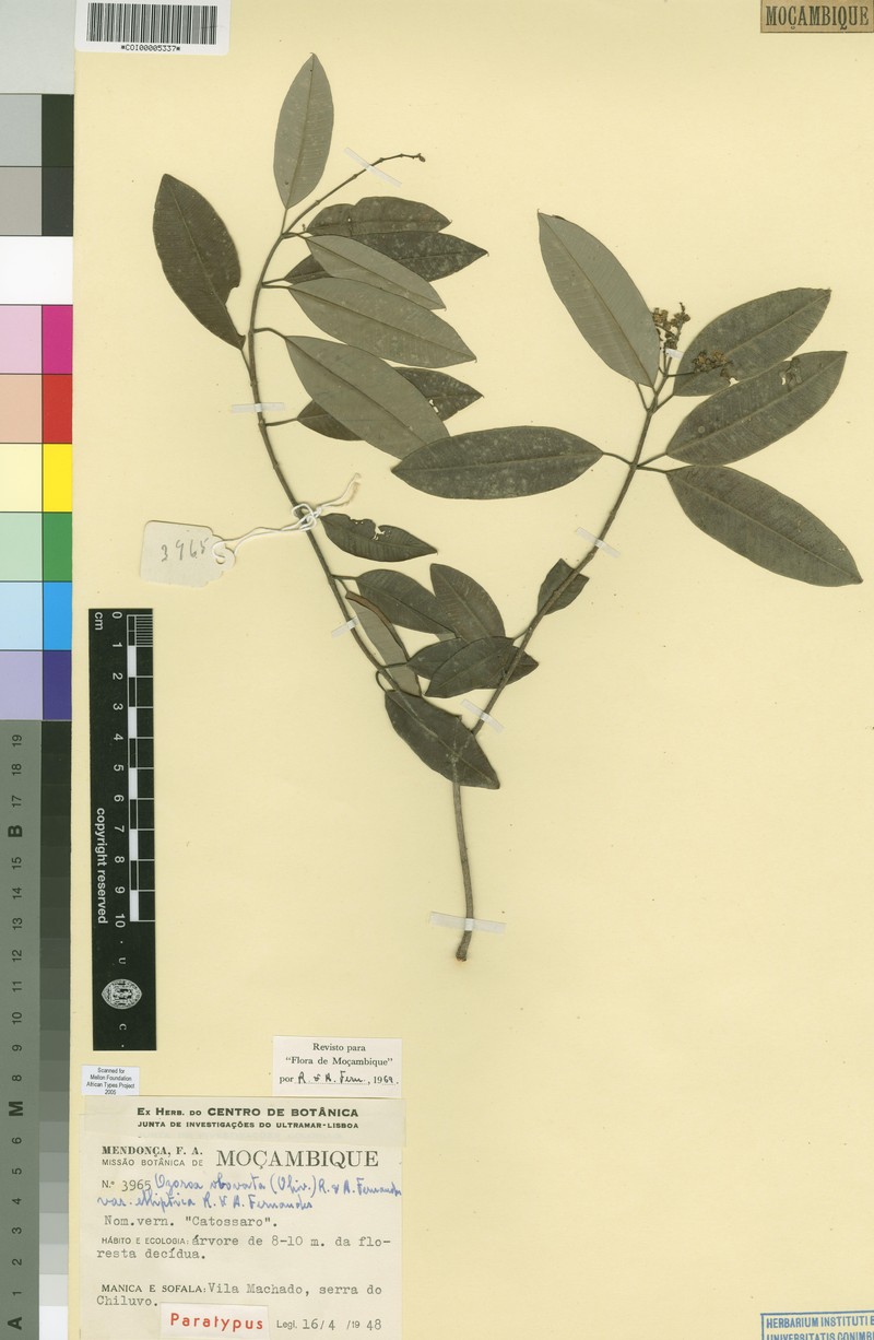 Ozoroa obovata var. elliptica photo 7