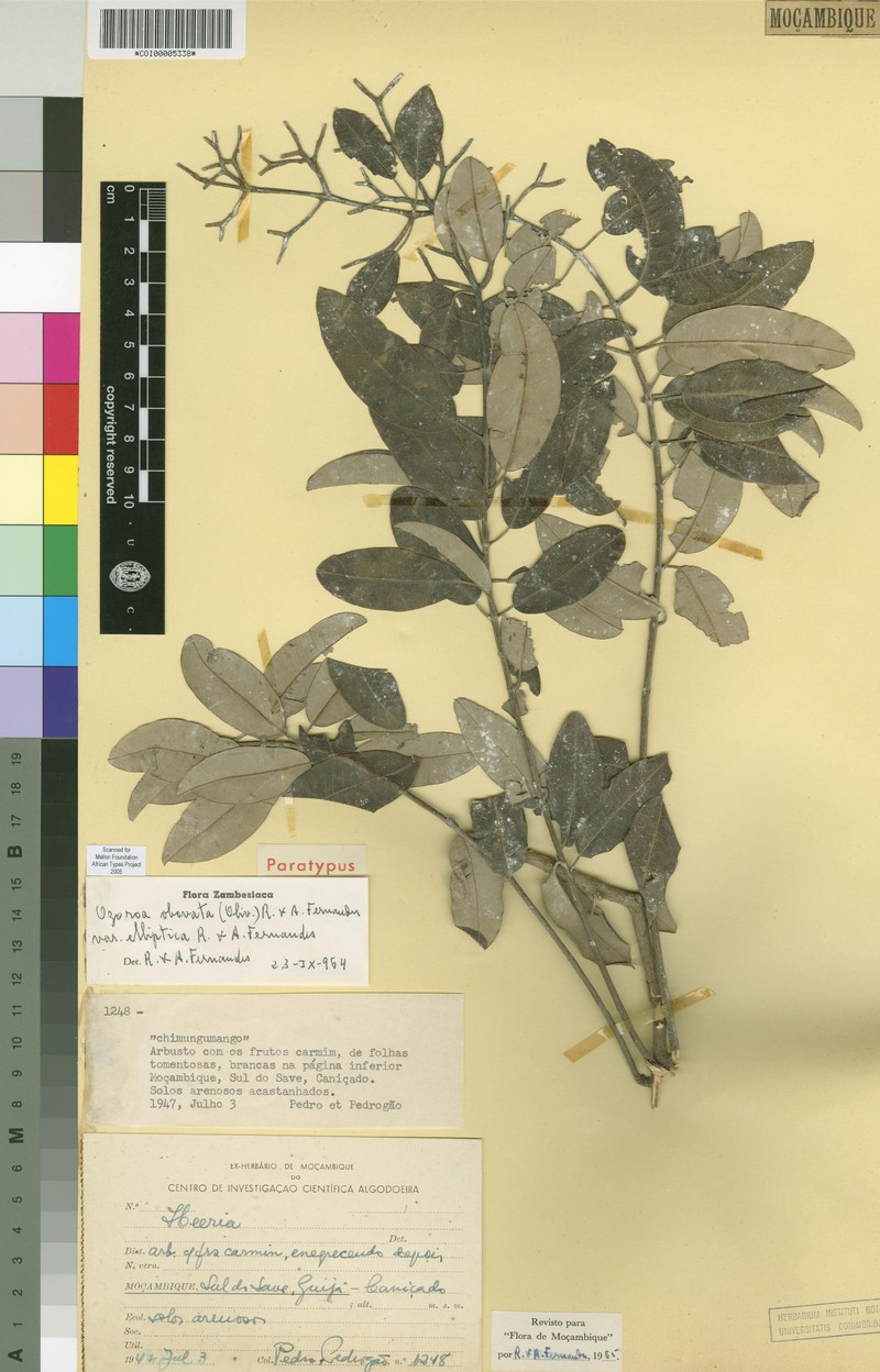 Ozoroa obovata var. elliptica photo 8