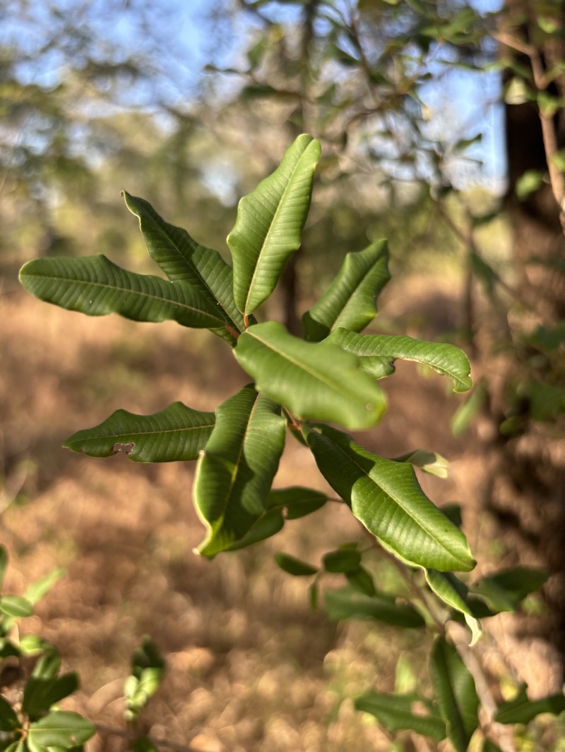 Ozoroa obovata var. gomesiana