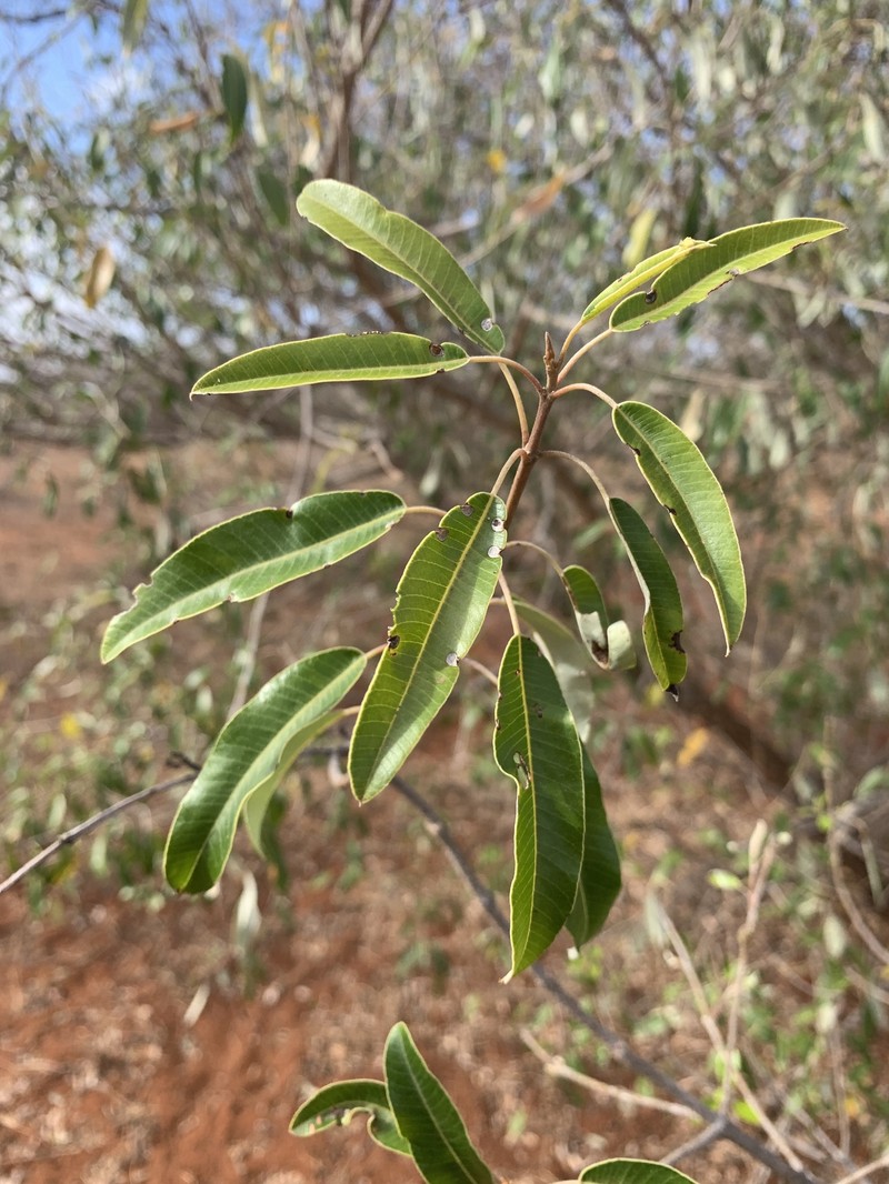 Ozoroa obovata var. gomesiana photo 2