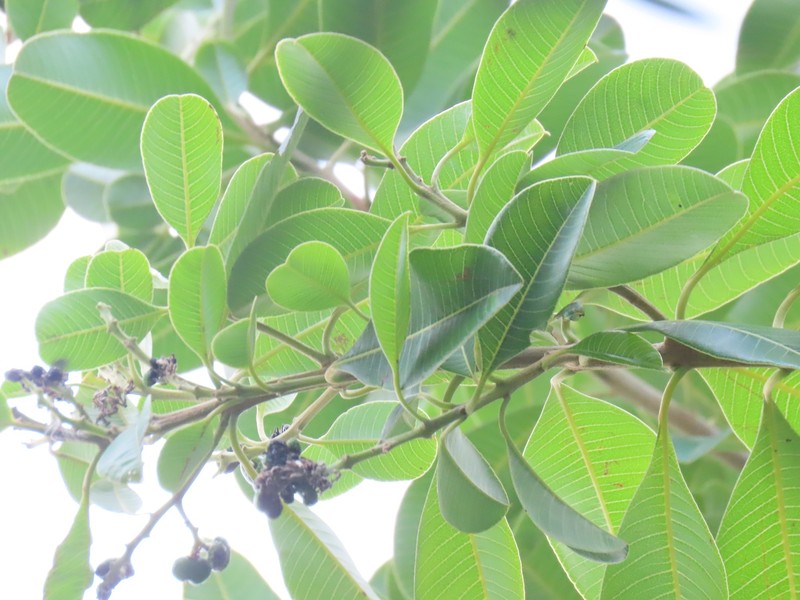 Ozoroa obovata var. obovata