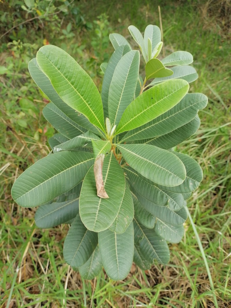 Ozoroa obovata var. obovata photo 2