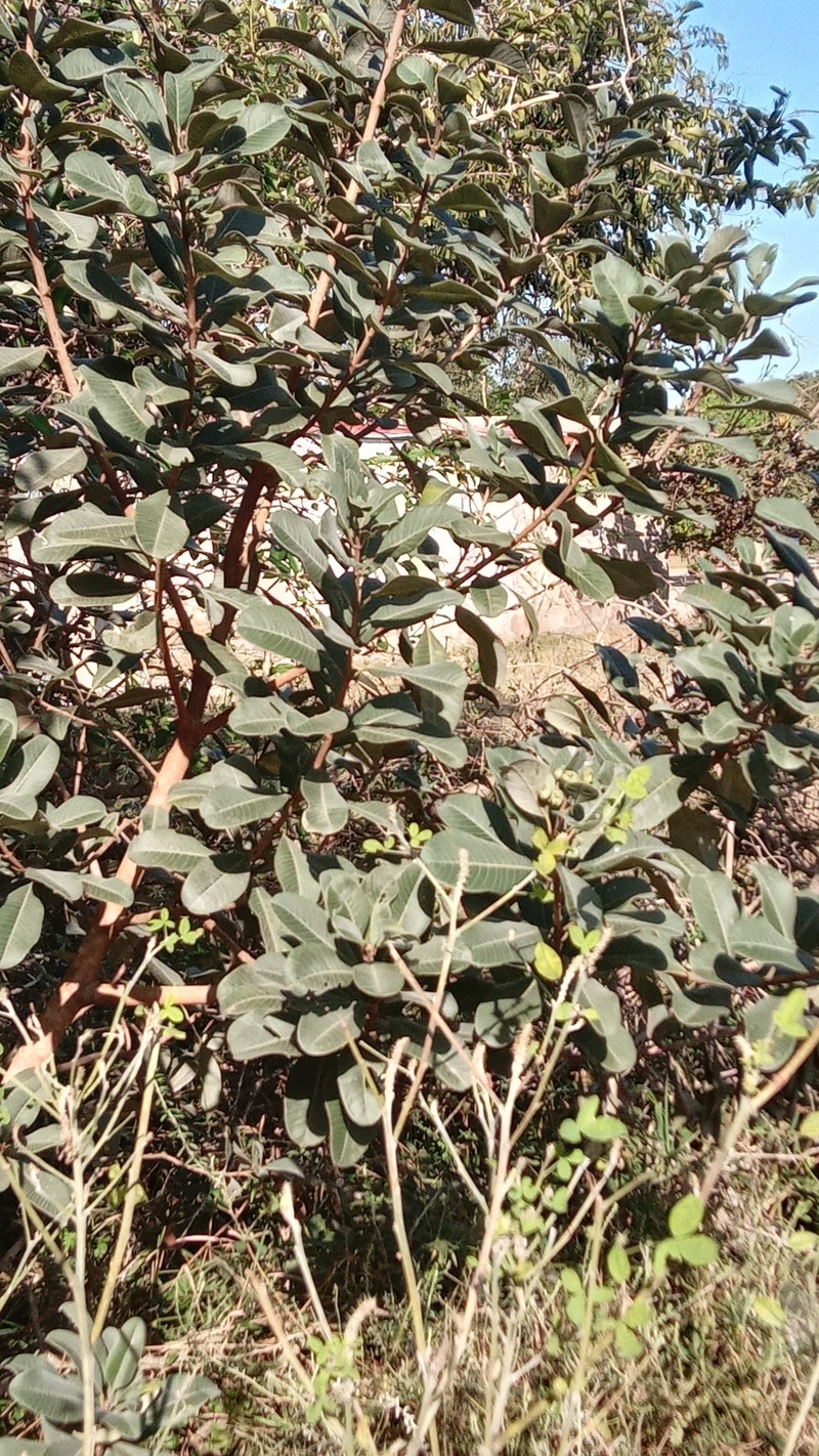 Ozoroa obovata var. obovata photo 3